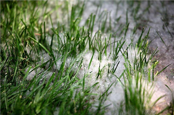 鉆石地毯 人造草坪 除雪 鉆石地毯 人造草坪 除雪